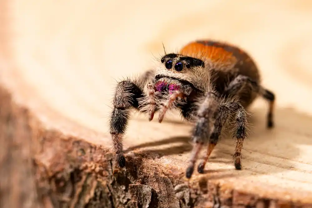 regal jumping spider for sale